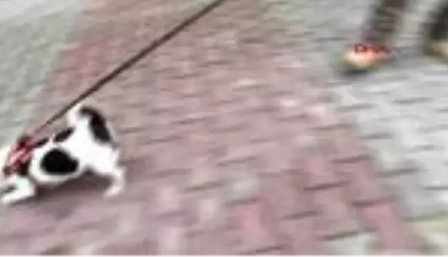 Elektrik arızasını tespitte artık köpekler devrede