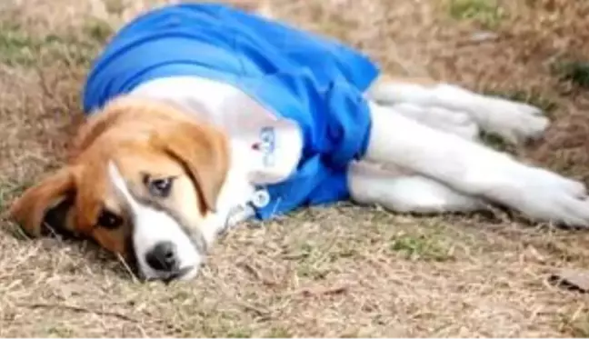 Öğrencilerin sevgilisi 'Fındık' isimli köpekten üzücü haber! Karantinaya alındı