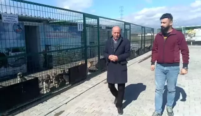 Felçli köpeği sahiplenmek için yüzlerce kilometre yol katetti