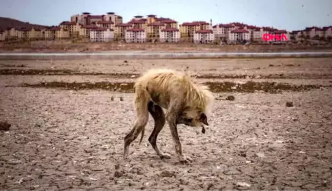 Foto muhabirleri derneği'nden dha'ya 3 ödül