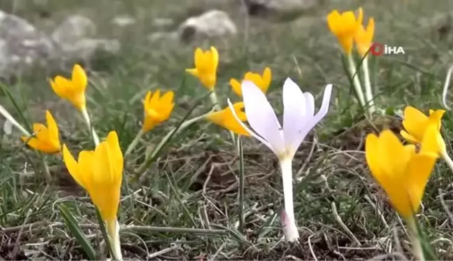 Kütahya'da çiğdemler çiçek açtı