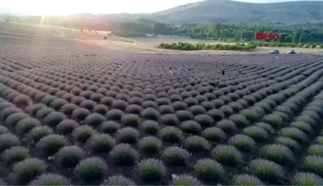 Lavanta üreticileri birlik kuruyor