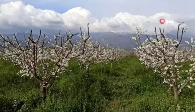 Küçükmenderes Ovası erik çiçeği ile kaplandı