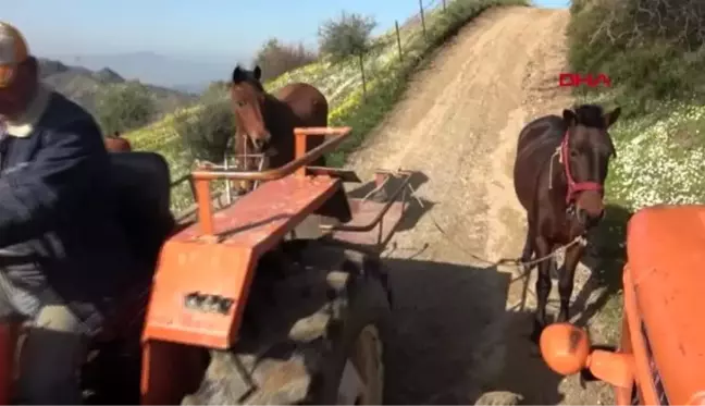 Traktörün giremediği araziler, atlarla sürülüyor