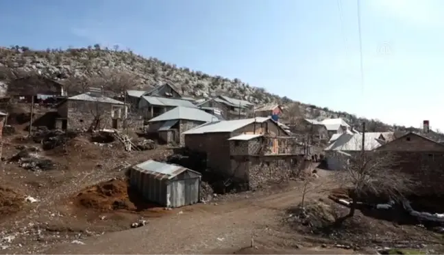 Elazığ'da kara sabanla sarp yamaçları süren köylüler organik üzüm yetiştiriyorlar