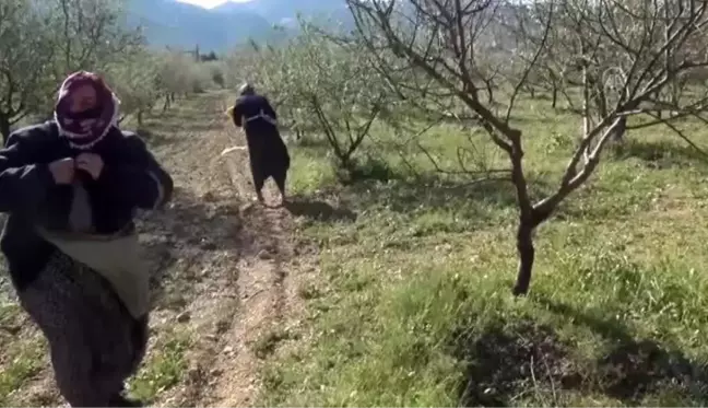 Fırtına, badem ağaçlarına zarar verdi