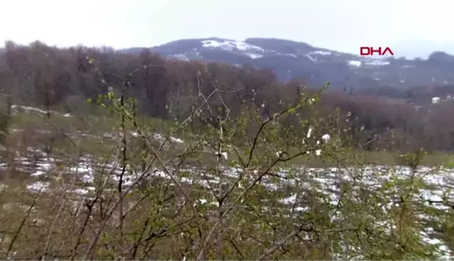 ORDU Fındıkta zirai don endişesi