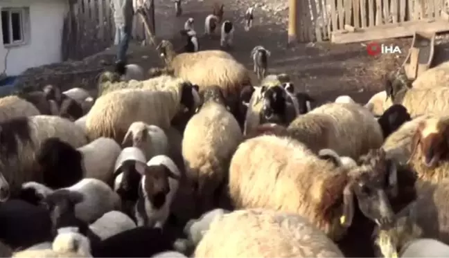 Kuzuların, anneleriyle buluşması renkli görüntüler oluşturdu