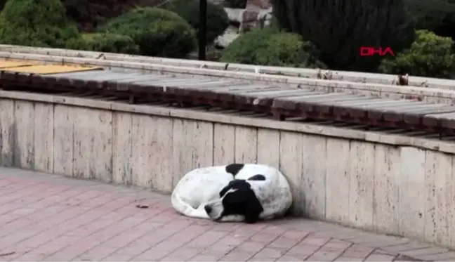 BURDUR Park, sokak hayvanlarına kaldı