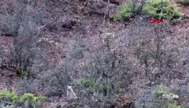 TUNCELİ Köpekler saldırınca çıktığı ağaçta mahsur kalan vaşak kurtarıldı