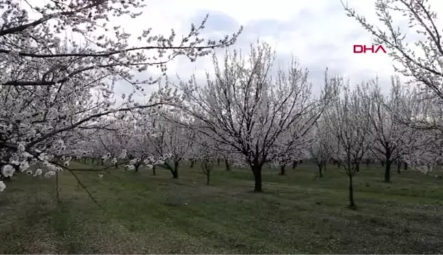 IĞDIR KAYISI üretiminde Türkiye'de ilk sıralarda yer alan Iğdır'da kayısı ağaçları çiçek açtı.