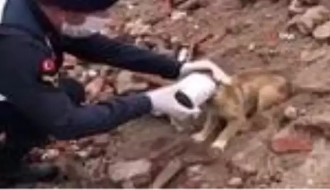 Kafası konserve kutusuna sıkışan yavru köpeğin yardımına jandarma yetişti