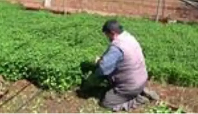 Suriye'nin sıfır noktasından tüm Türkiye'ye organik sebze gönderiliyor