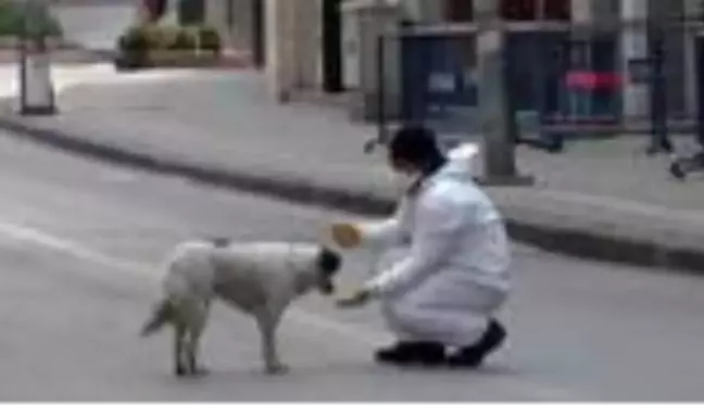 ZONGULDAK Sokak köpeğini elleriyle besledi