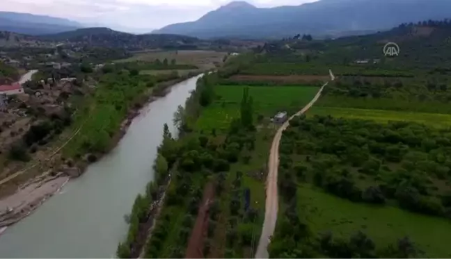 Açık alanda erik hasadı başladı