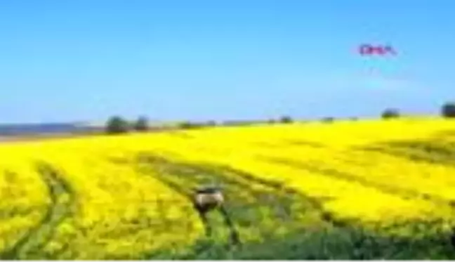 Kanola tarlaları, Tekirdağ'ı sarıya boyadı