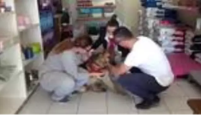 ANTALYA Kesici aletle işkence yapılan köpeği sahiplendi, 'Ailesi biz olacağız' dedi