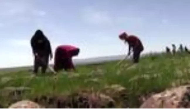 Tarımda kadın istihdamına belediyeden destek - DİYARBAKIR