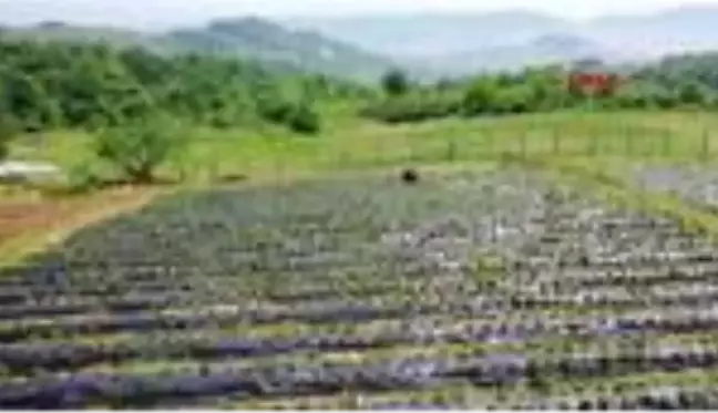 ZONGULDAK Tarladayken satılan Osmanlı çileğinde talebi karşılayamıyorlar