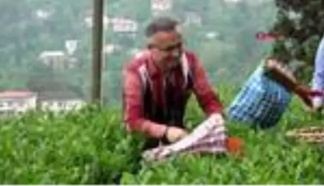 Rize'ye 2 günde 9 bine yakın çay üreticisi geldi