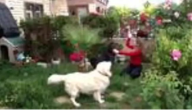 Çengelköy'de dehşet: Oyuncu Gamze Topuz'un köpeklerine çivili kemik attılar