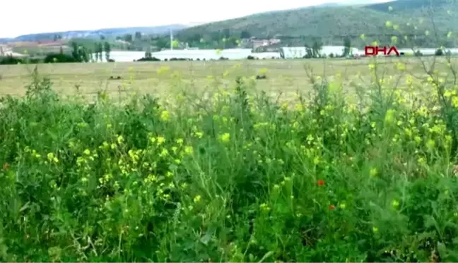 GÜMÜŞHANE Gümüşhaneli çiftçilerin 'kene' endişesi