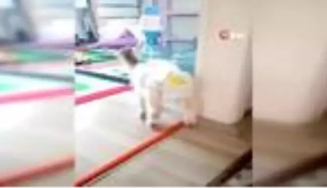 Vatandaşlar evlerinde keçi besleyip altını çocuk beziyle bağlıyor