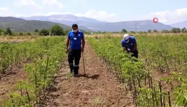 Büyükşehir'den üreticiye 32 bin 500 adet aromatik bitki fidanı