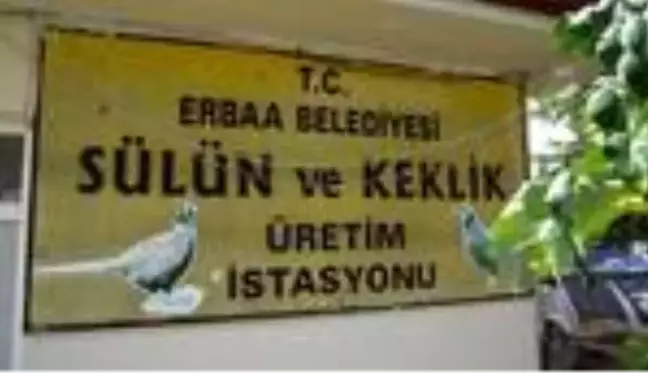 Erbaa Belediyesince üretilen sülünler doğaya salınacak