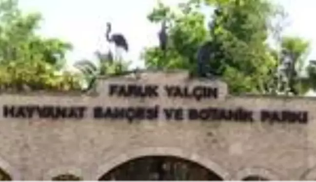 Hayvanat bahçesi kelaynakların doğal yaşam alanı oldu