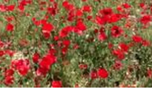 Son dakika... Yozgat'ta gelincik çiçekleri görsel şölen oluşturdu