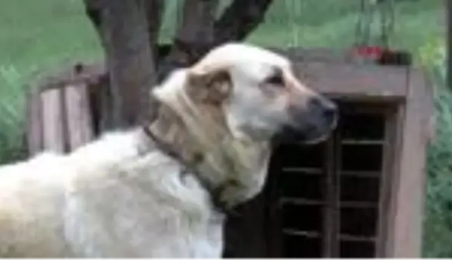 SİVAS Kangal köpeği merkezi projesine gönüllülerden destek