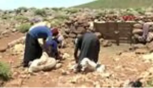 Son dakika haber | DİYARBAKIR Güneydoğu'da 'koyun kırkma' zamanı