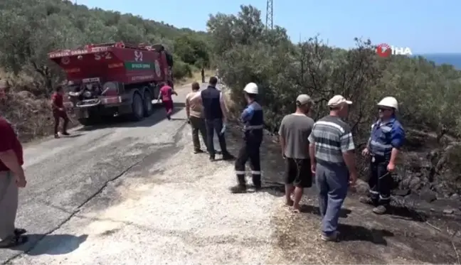 Çanakkale'de zeytinlik yangını