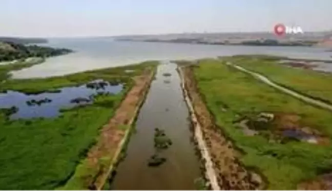 Eskiden kuş cenneti olan Küçükçekmece Gölü şimdi balık mezarı oldu