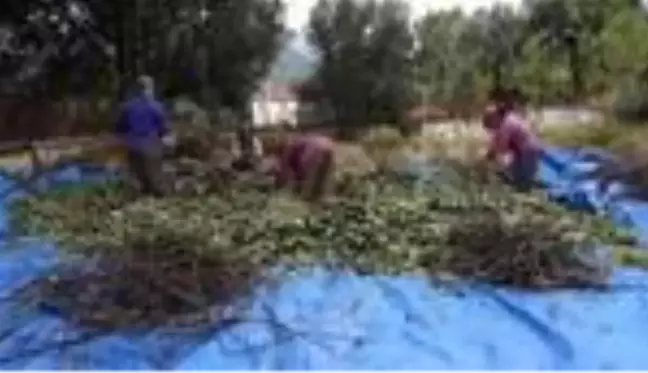 Muğla'da tıbbi ve aromatik bitkiler gelir kaynağı olacak