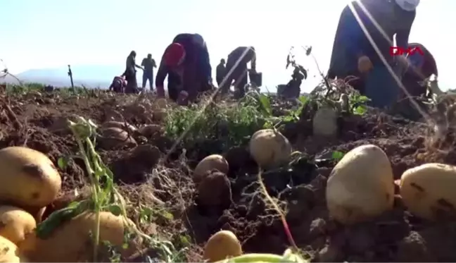 Niğde'de patates hasadı başladı