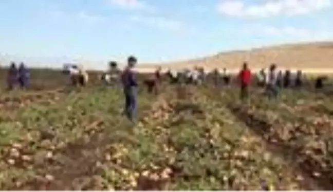 Gaziantep'te patates hasadı başladı