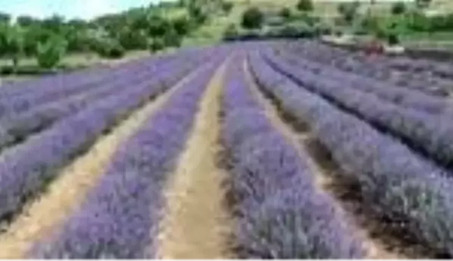 Hayallerine lavanta bahçesi ile kavuştu