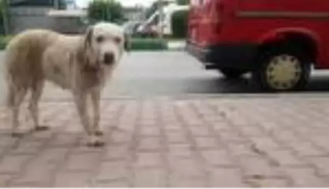 OSMANİYE Trafik kazasında dili kesilen köpek tedavi edildi