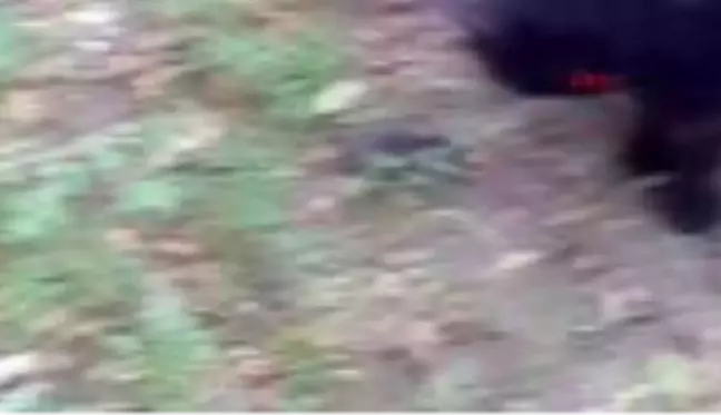 Son dakika haberleri... VAN Kedinin kıstırdığı fare ile oyunu kamerada