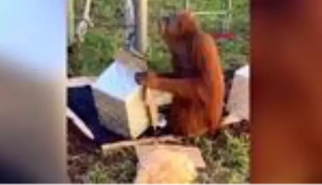 Avustralya'da hayvanat bahçesinde orangutan, 30'uncu yaşını böyle kutladı