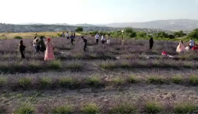 Peripacaları arasındaki lavanta bahçesi fotoğraf tutkunlarını büyülüyor