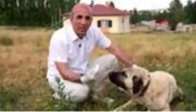 ANKARA Bakan Varank: Kangal köpeklerini çip teknolojisi ile koruma altına alıyoruz 2