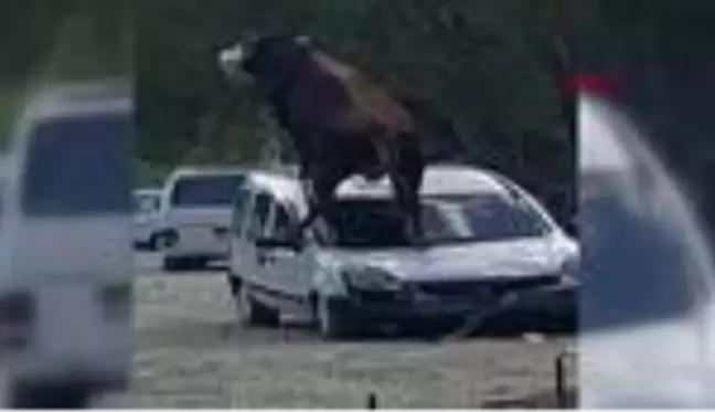 SAMSUN Kurbanlık boğa ürküp park halindeki aracın üstüne çıktı