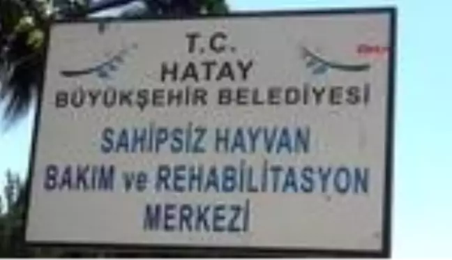 Son dakika haberleri! HATAY HAYVANSEVERLER, HATAY'DA 20 HAYVANIN ÖLDÜĞÜ BARINAĞA VERİLEN CEZAYI YETERSİZ BULDU