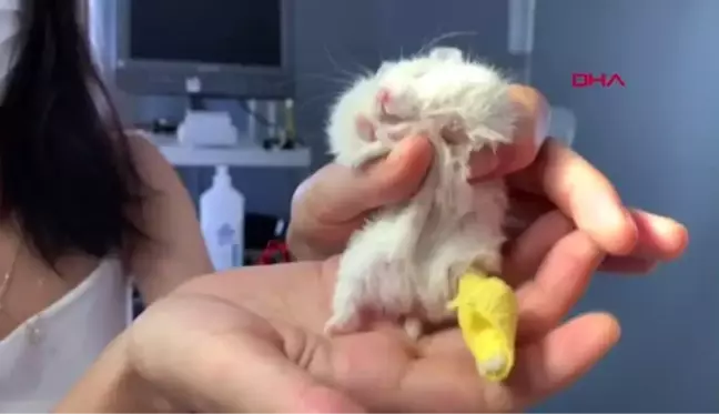 ANKARA Ayağı kırılan 25 gramlık hamster 'Böğürtlen'e pim takıldı