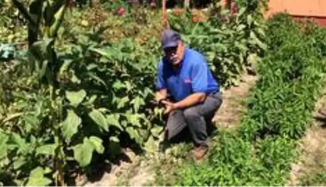 Çanakkaleli çiftçinin bahçesinde yetişti! 5 parmaklı patlıcanı görenler gözlerine inanamıyor