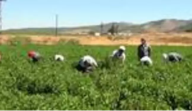 İslahiye'de kırmızı biber üreticilerinin sorunları görüşüldü