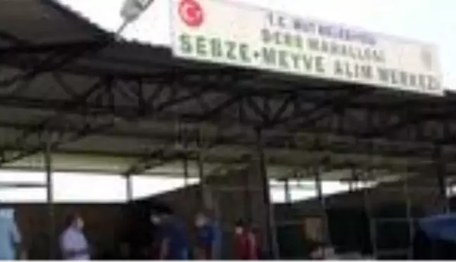 Mut'ta beyaz incir hasadı sürüyor